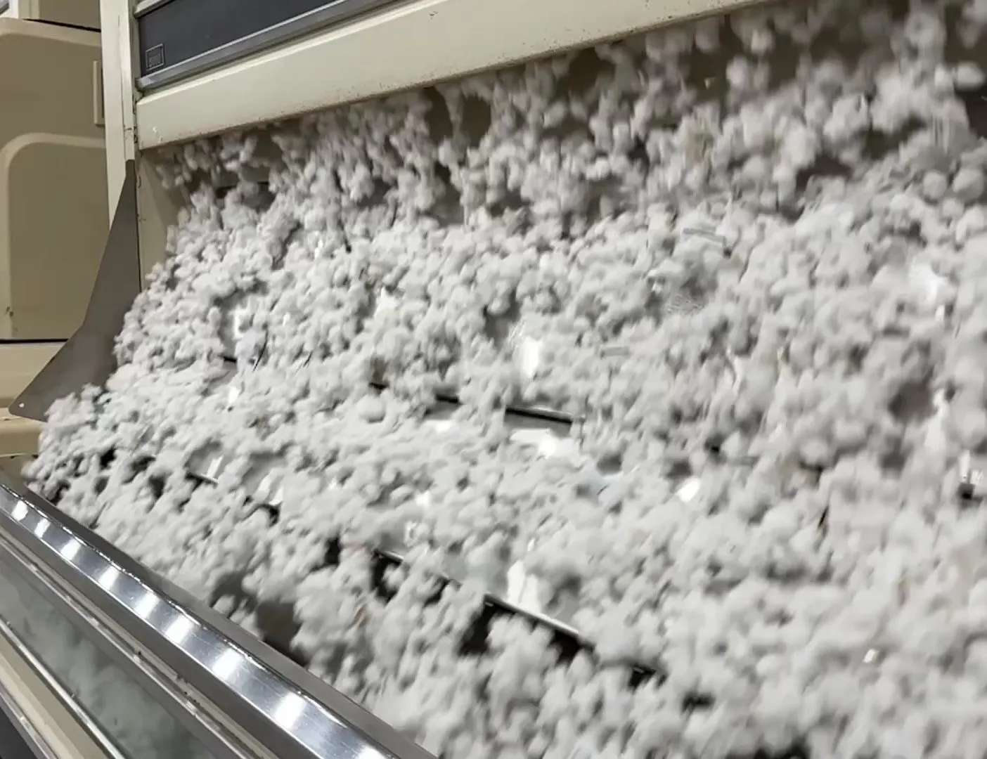 Seed cotton churning through the working bed of a gin stand
